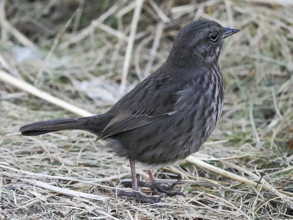 Song Sparrow - ML646776032