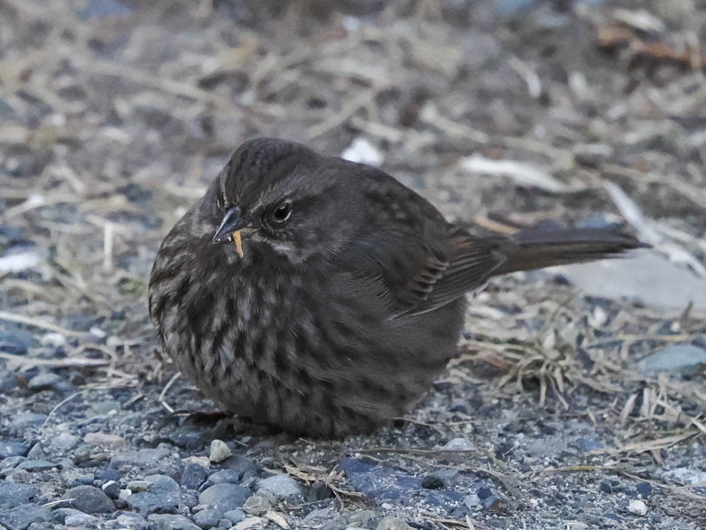 Song Sparrow - ML646776033