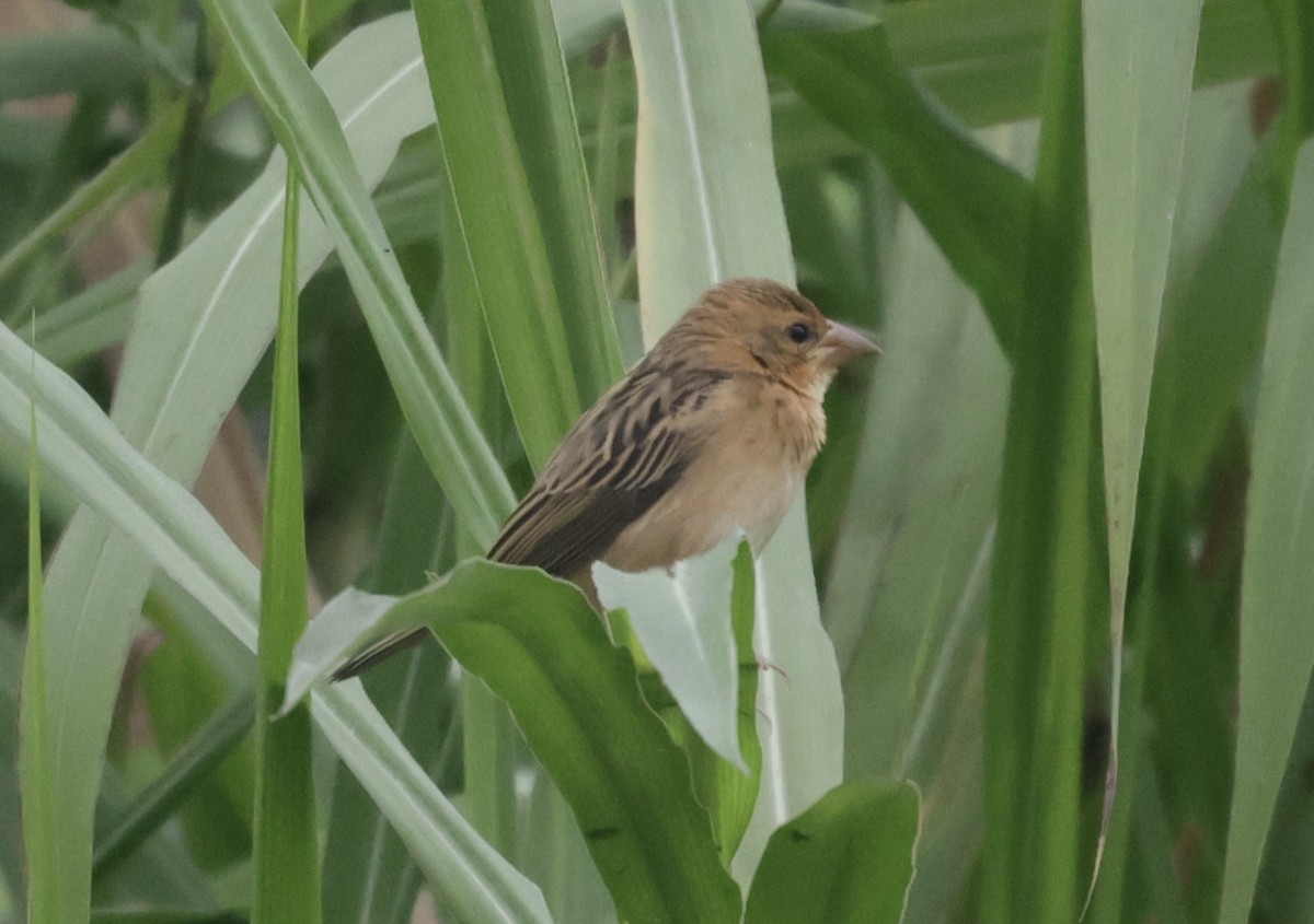 Baya Weaver - ML646776037