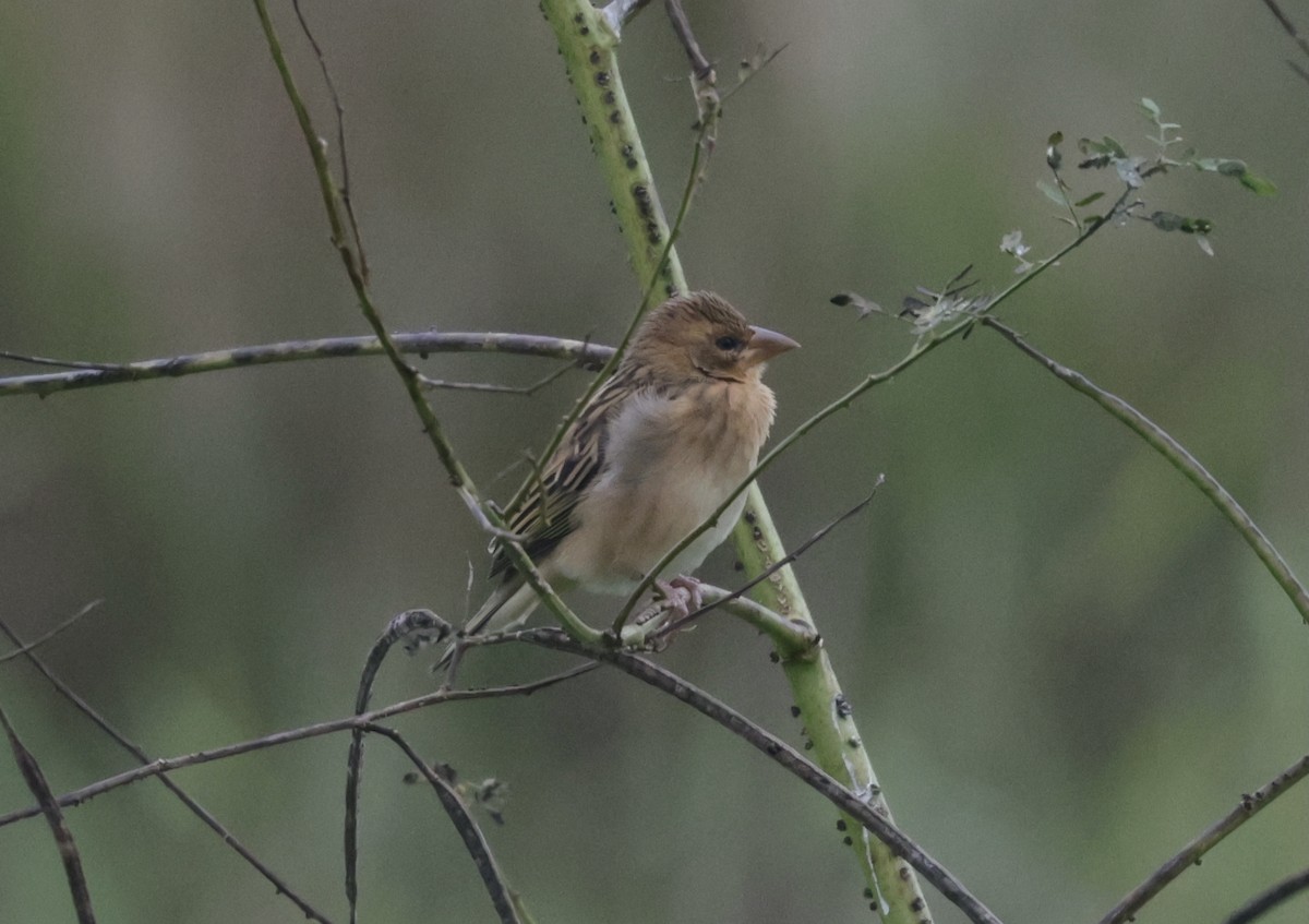 Baya Weaver - ML646776038