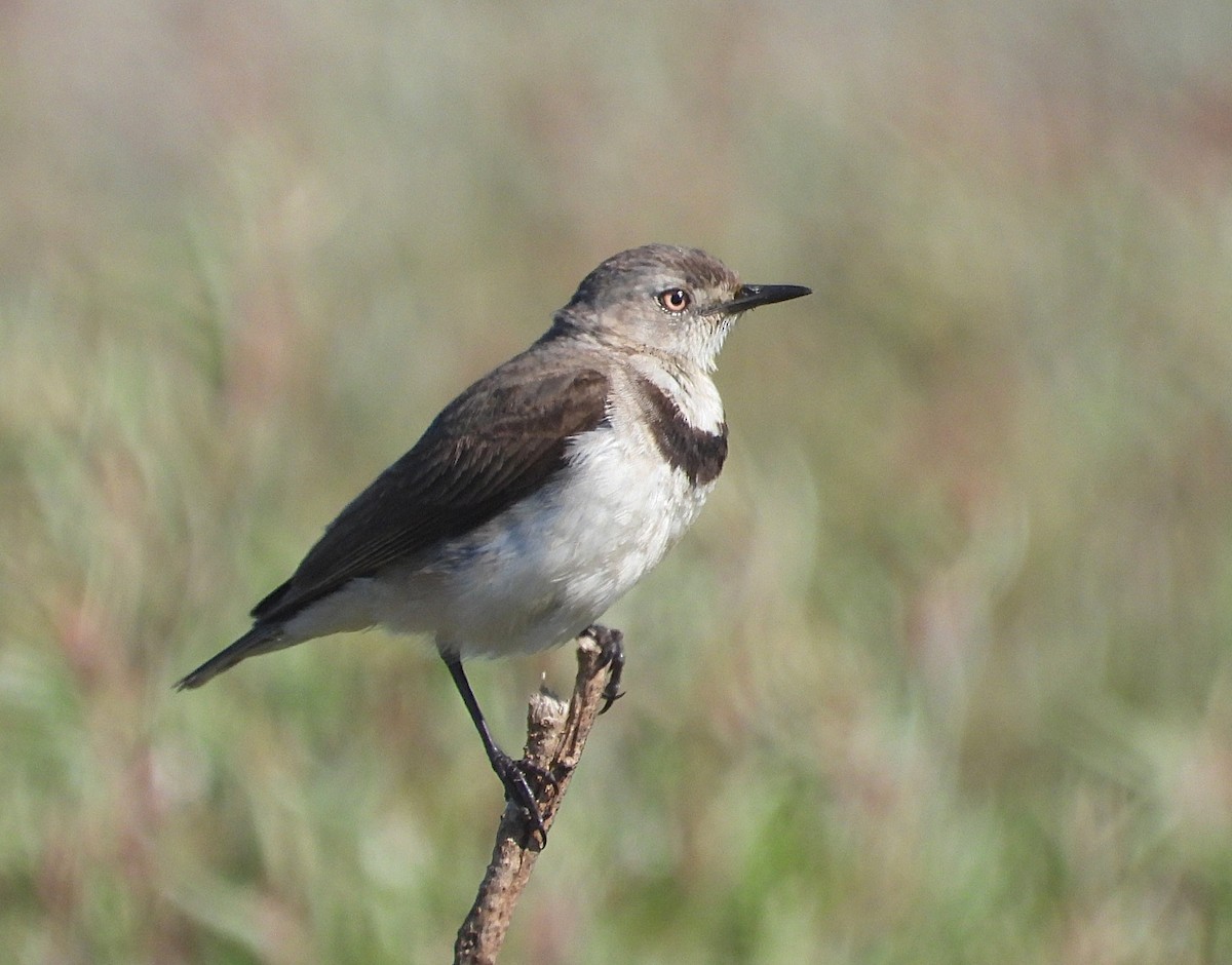 Белолицая пустынница - ML646776047