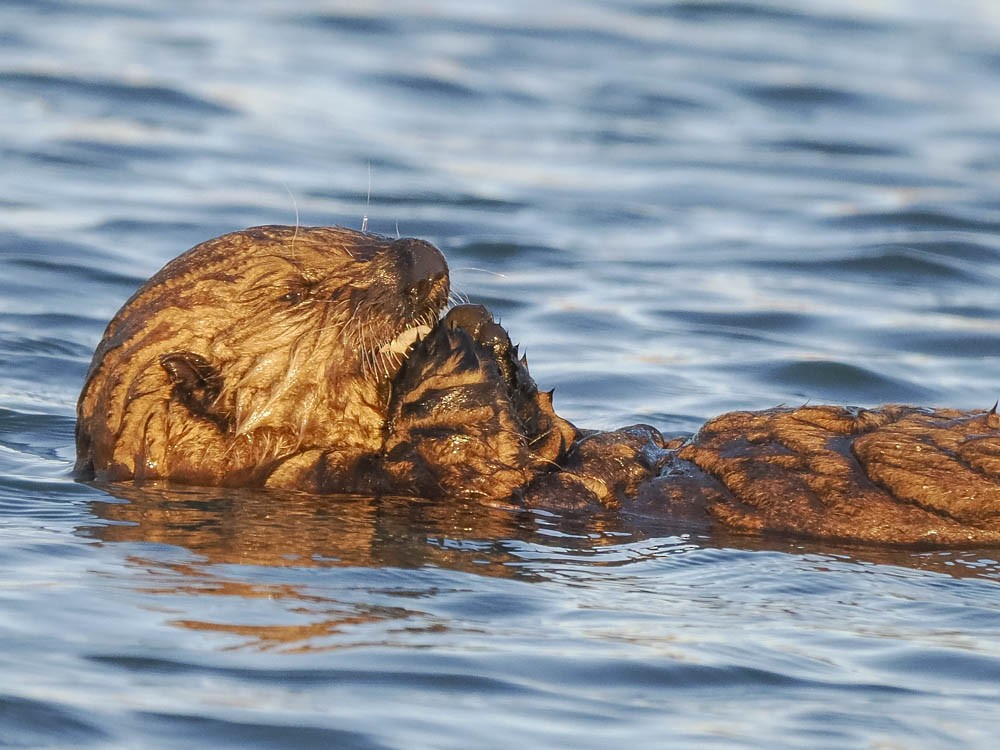 Lontra di mare - ML646776049