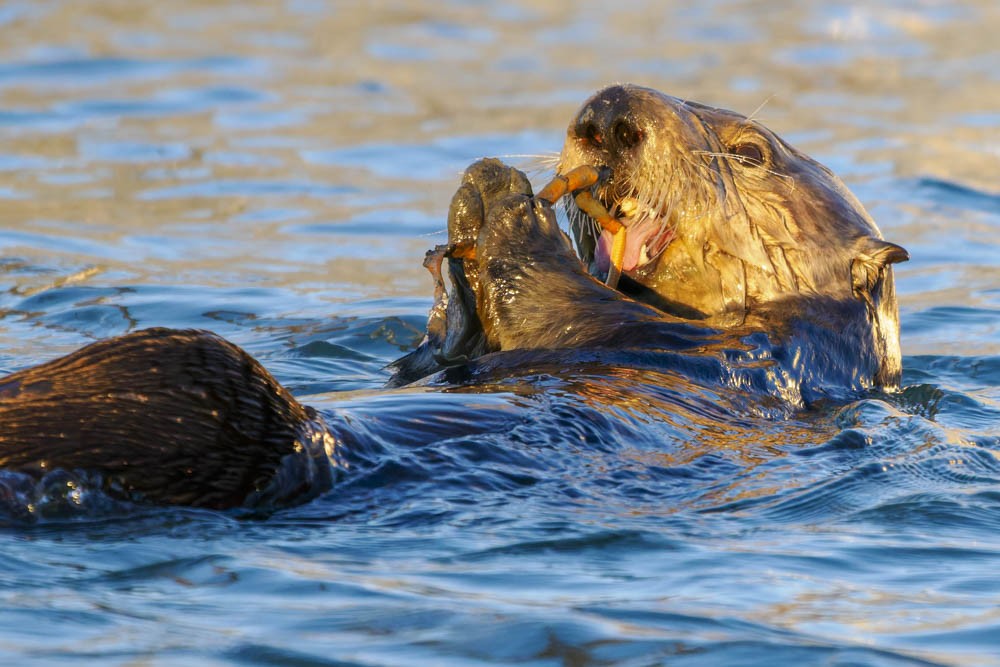 Lontra di mare - ML646776050