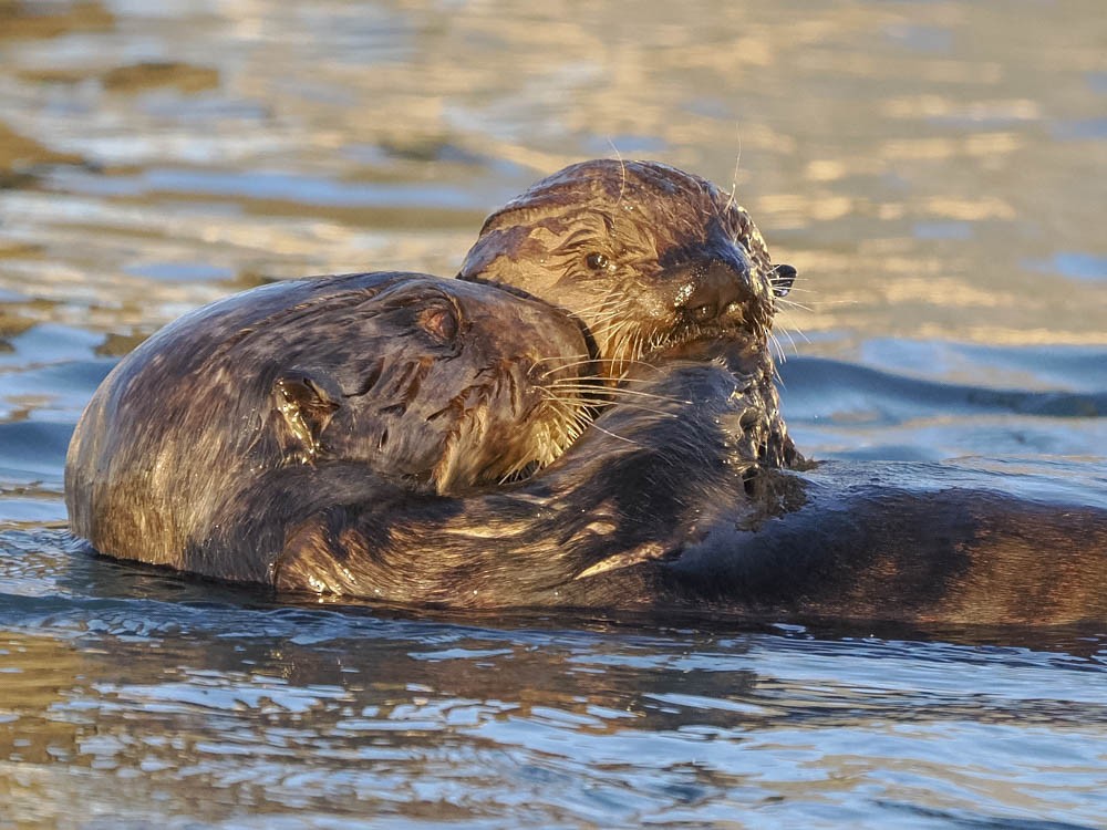 Lontra di mare - ML646776051