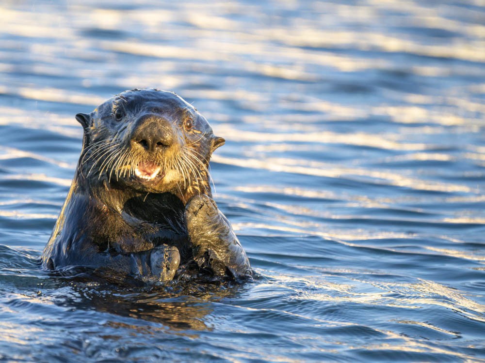 Lontra di mare - ML646776052