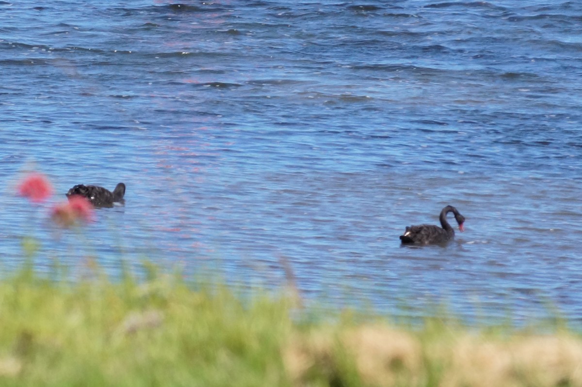 Black Swan - ML646776053