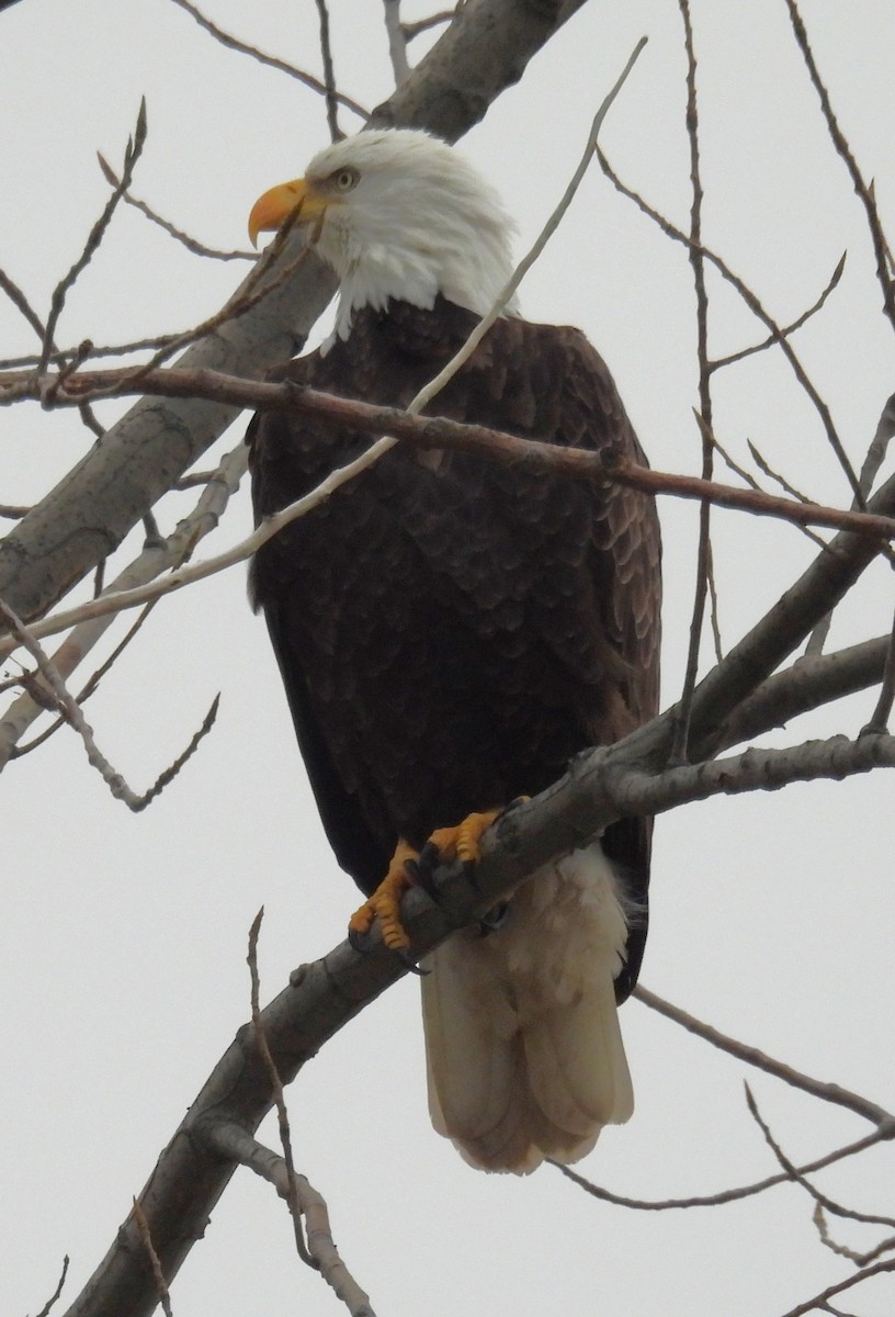 ハクトウワシ - ML646776054