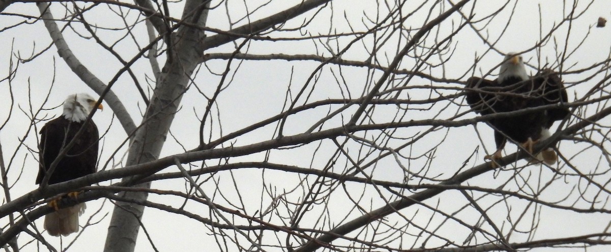 ハクトウワシ - ML646776055