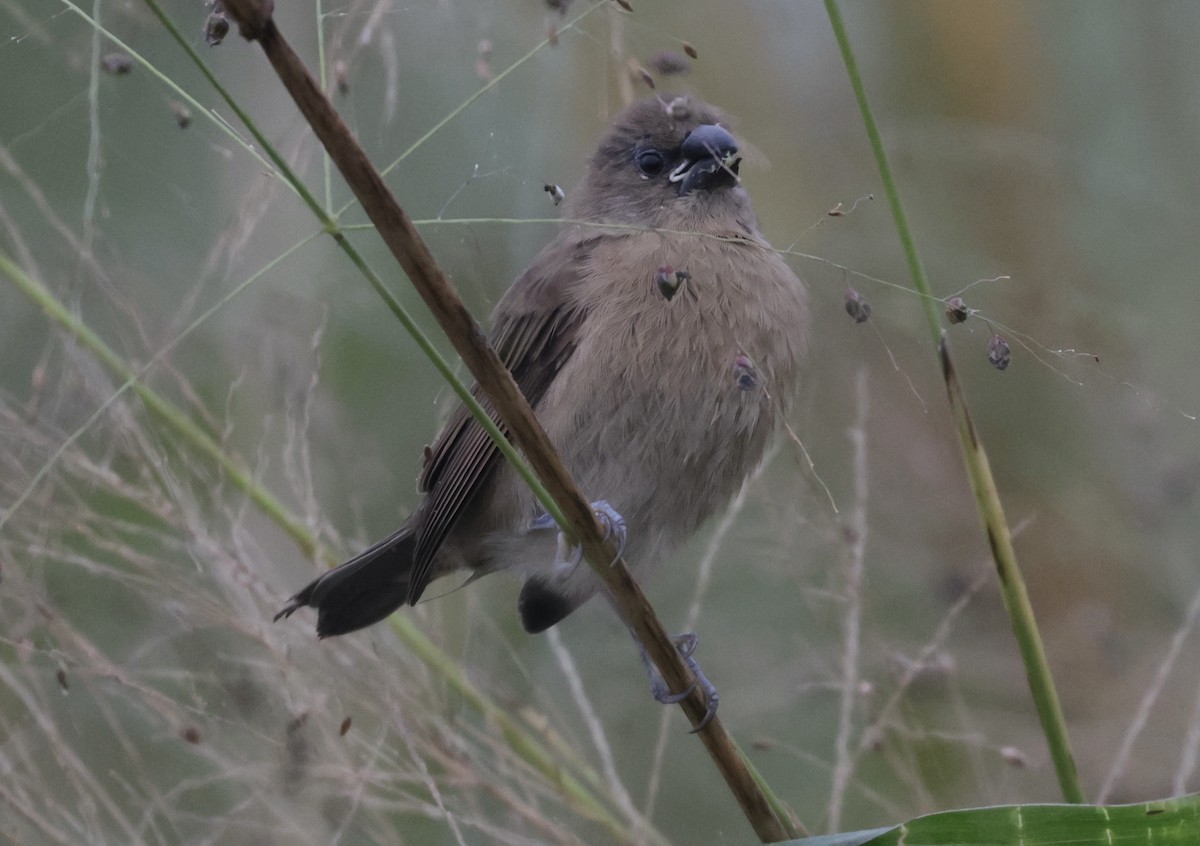 Scaly-breasted Munia - ML646776056