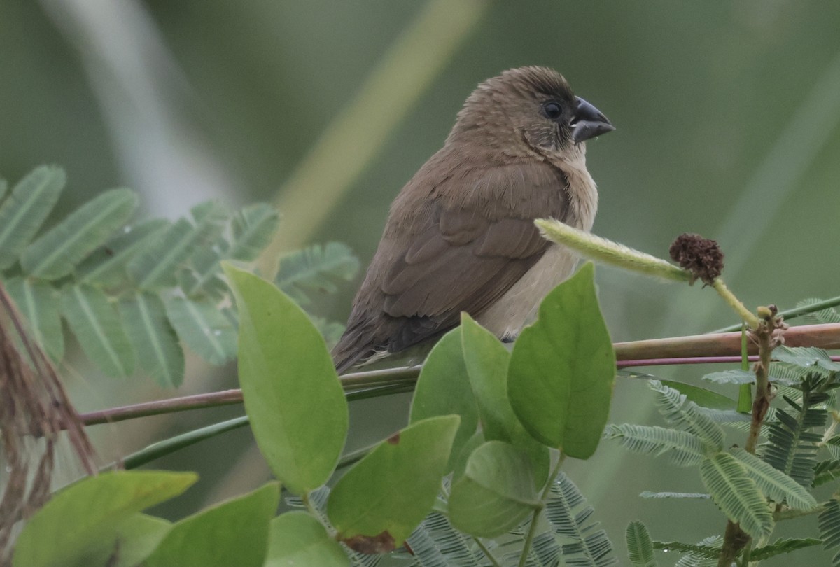 Scaly-breasted Munia - ML646776057