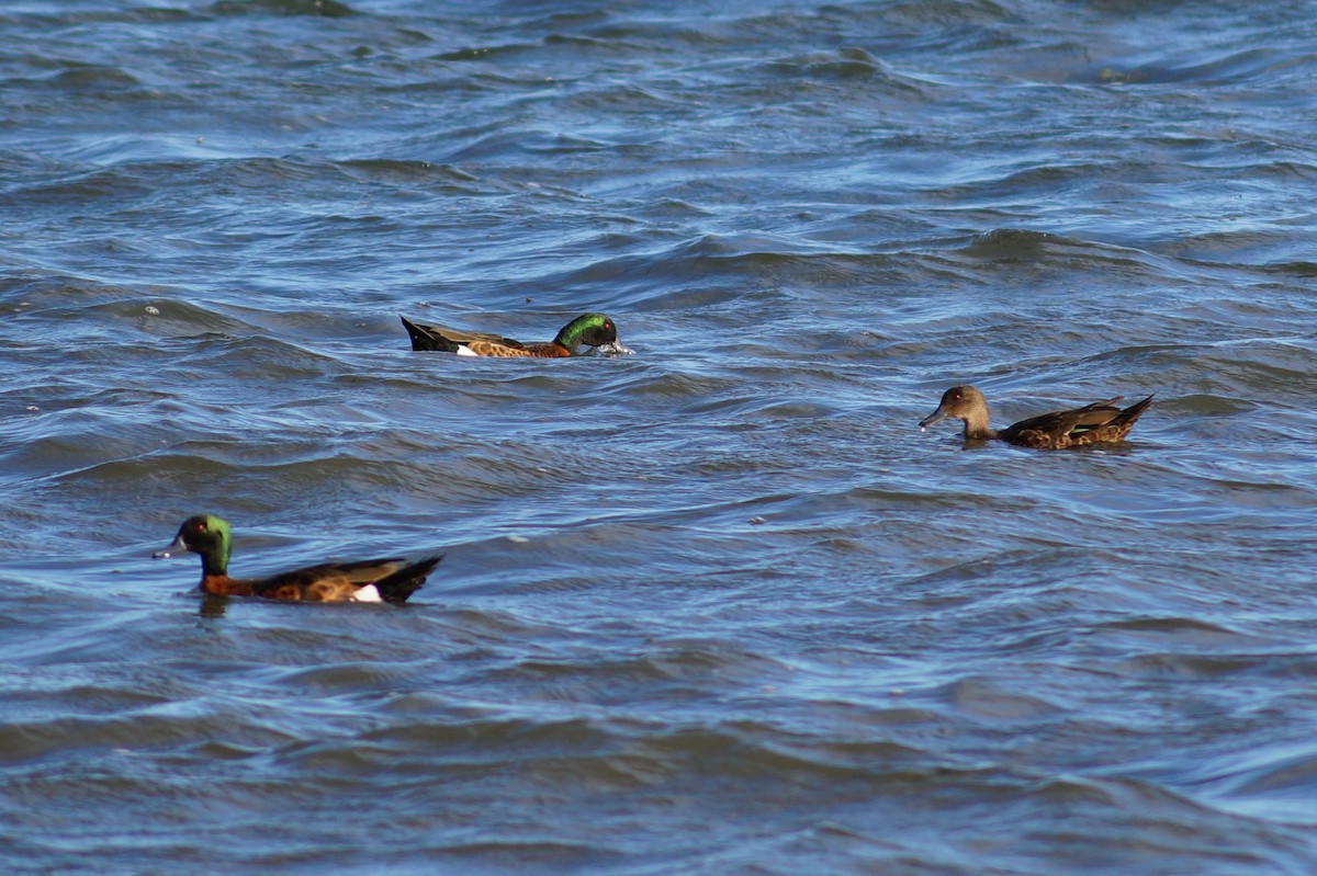 Chestnut Teal - ML646776058