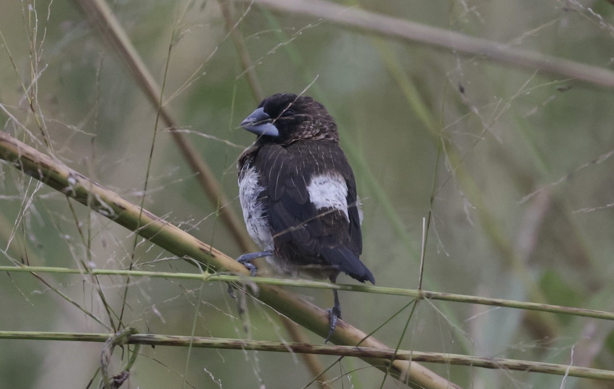 White-rumped Munia - ML646776059