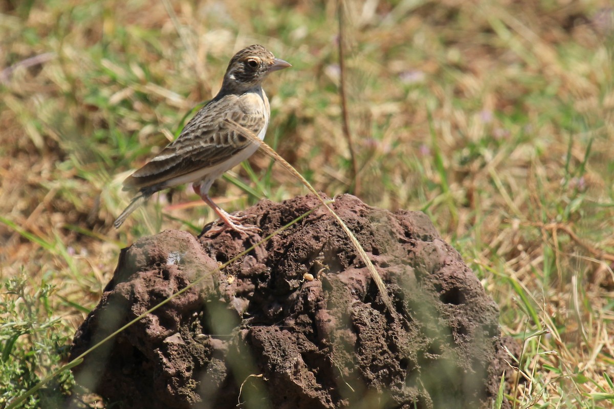 Fischer's Sparrow-Lark - ML646776060
