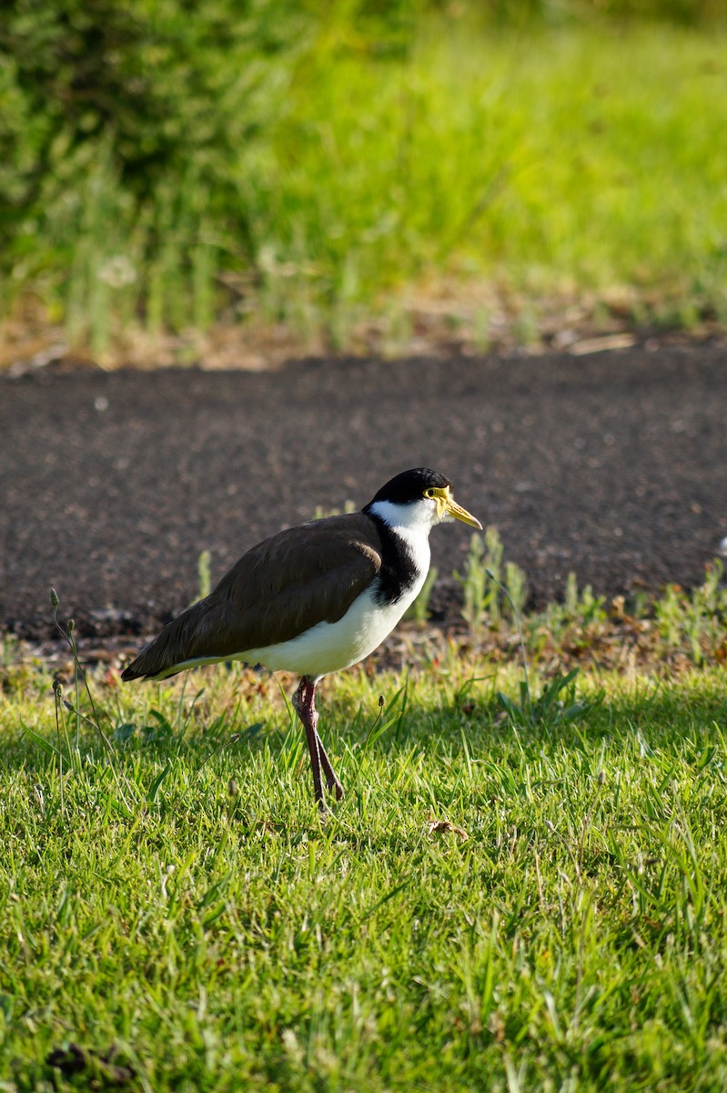 Masked Lapwing - ML646776068