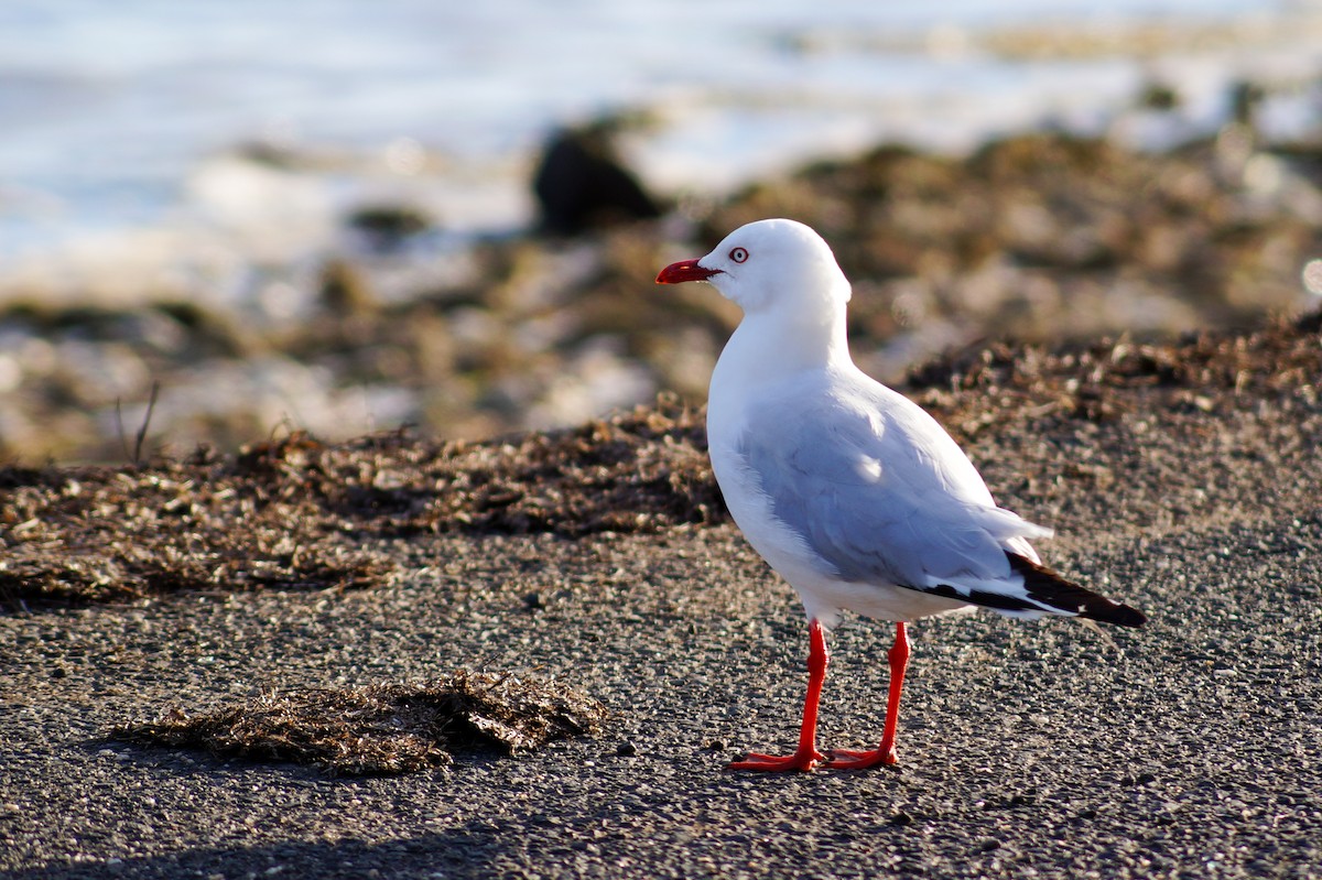 Silver Gull - ML646776069