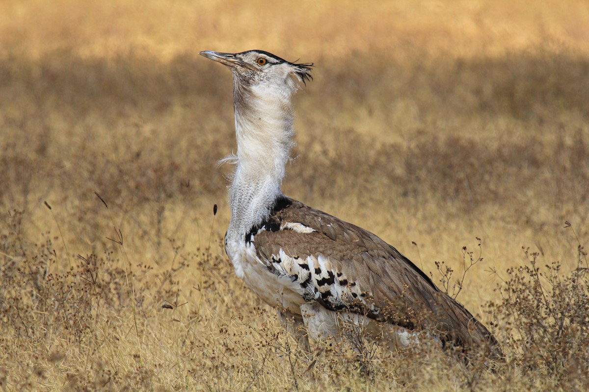 アフリカオオノガン - ML646776074