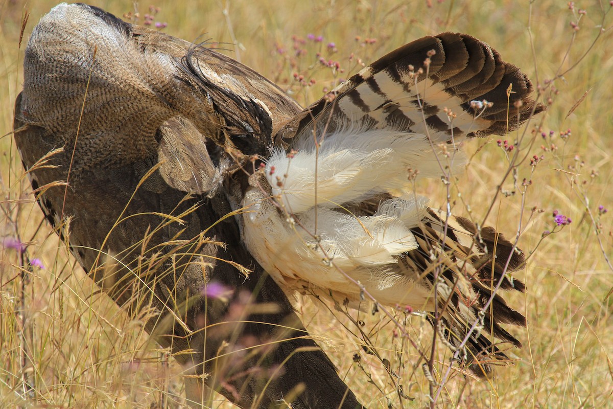 アフリカオオノガン - ML646776075