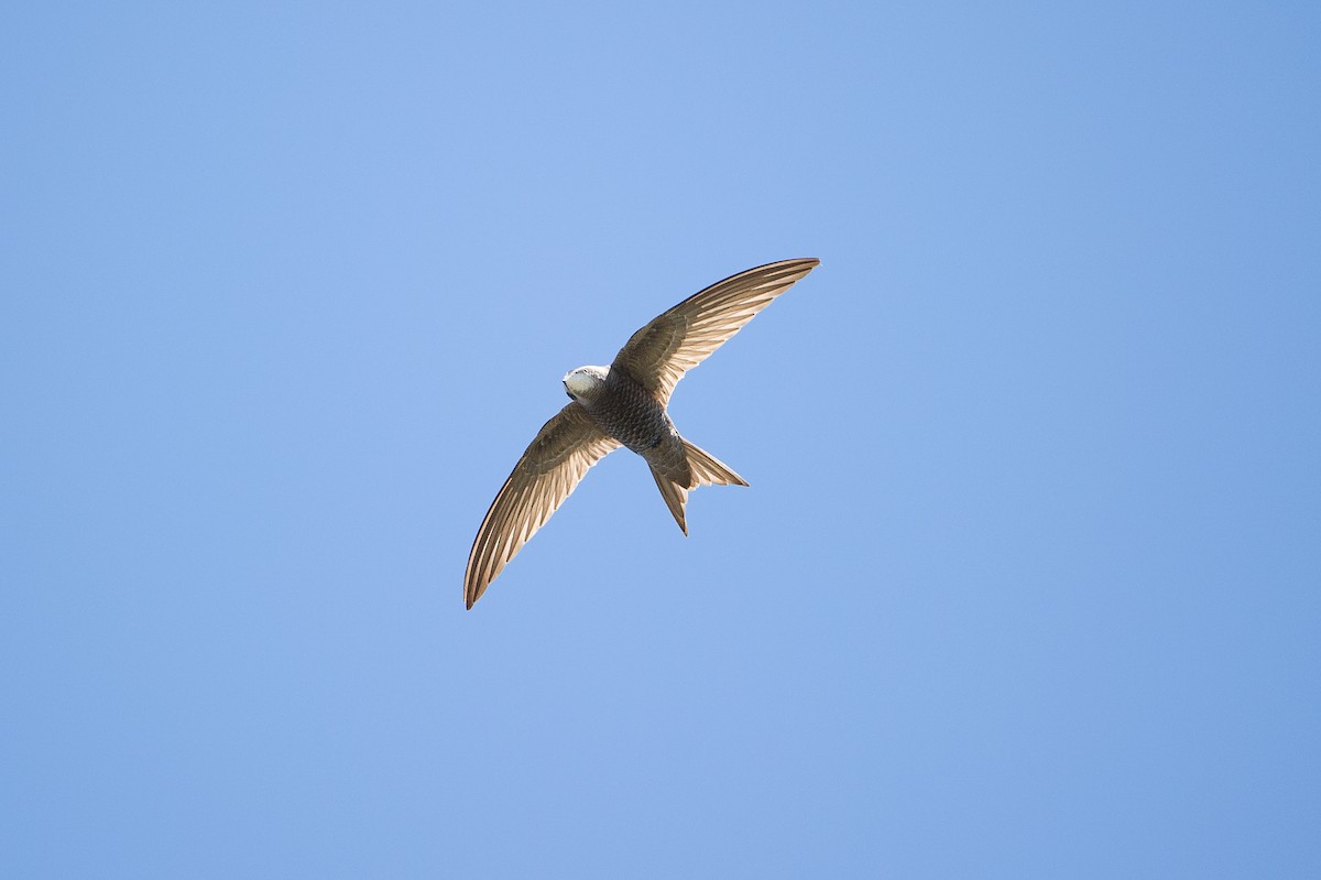 gråseiler - ML646776076