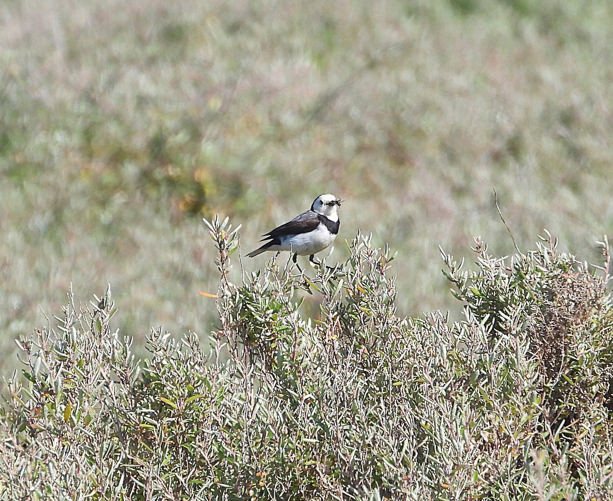 Белолицая пустынница - ML646776080