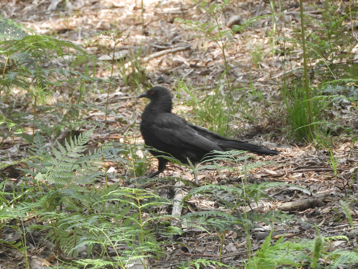 White-winged Chough - ML646776083