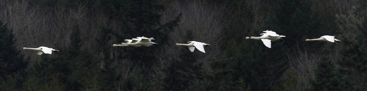 Trumpeter Swan - ML646776089