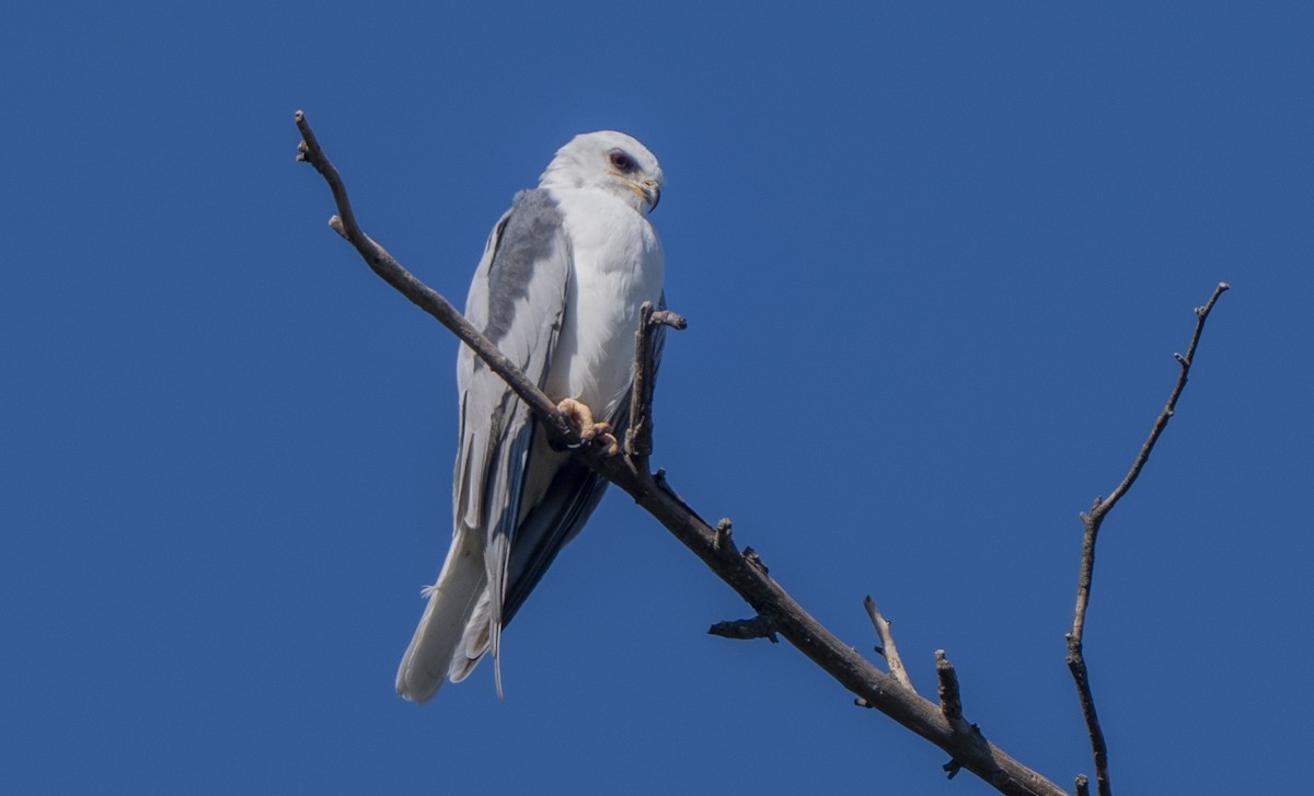 White-tailed Kite - ML646776092