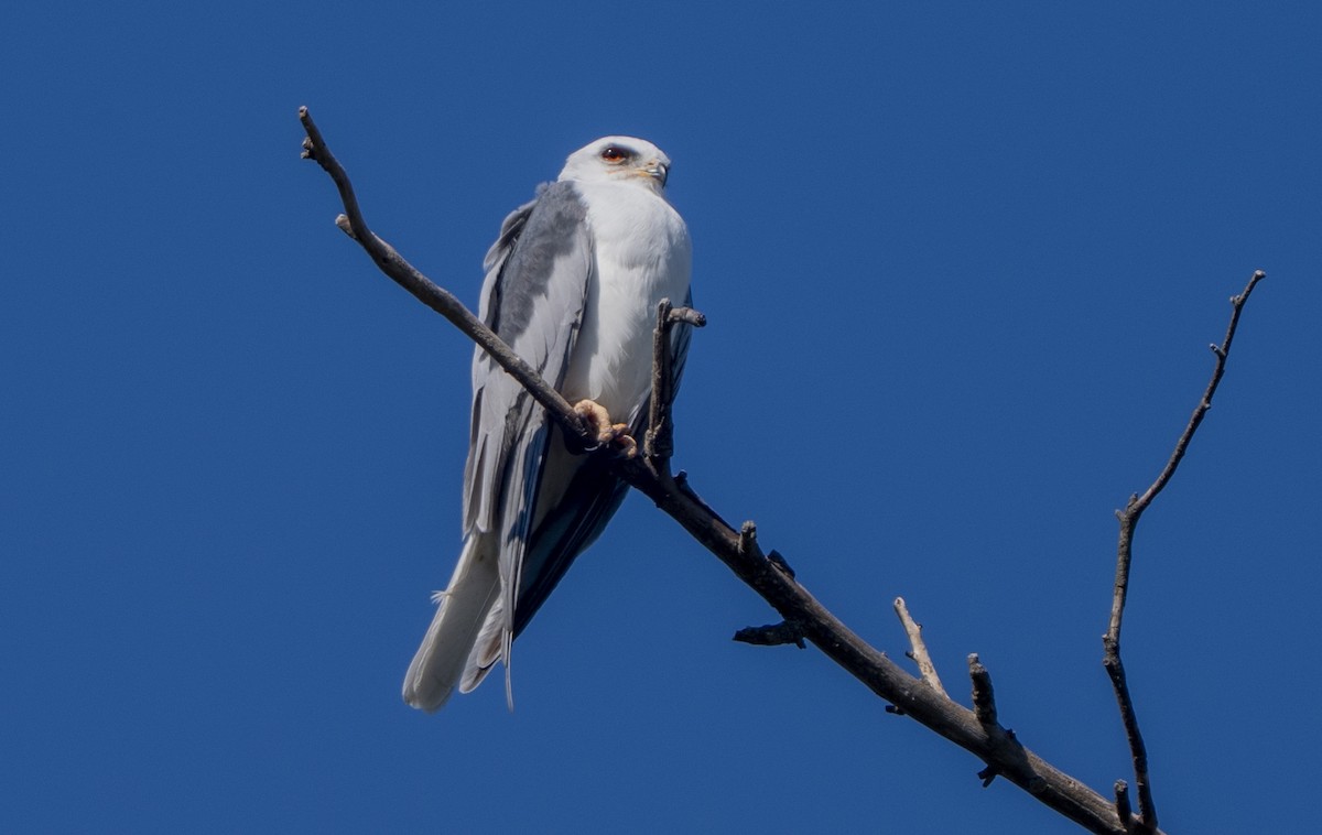 White-tailed Kite - ML646776093