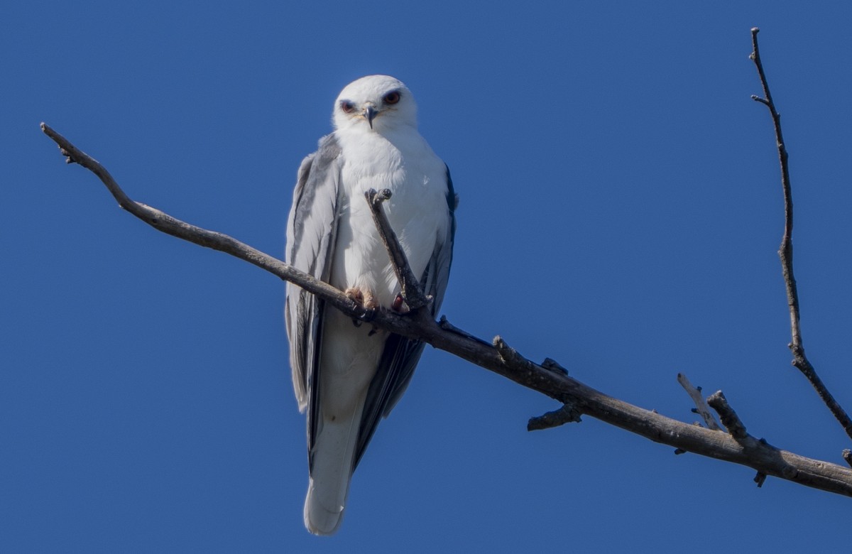 White-tailed Kite - ML646776094
