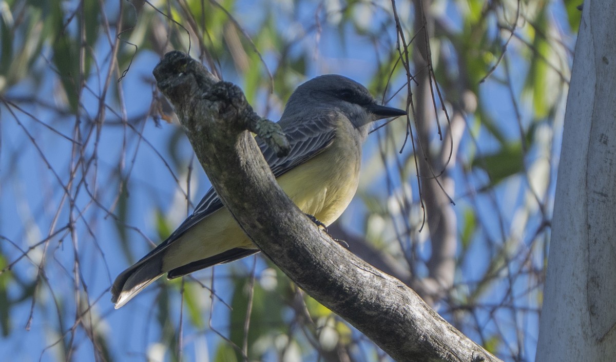 Cassin's Kingbird - ML646776098
