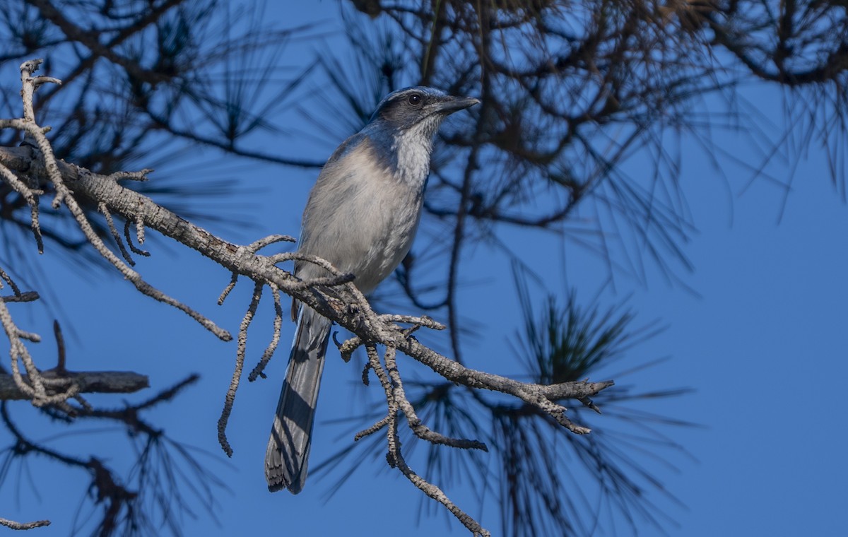 California Scrub-Jay - ML646776100