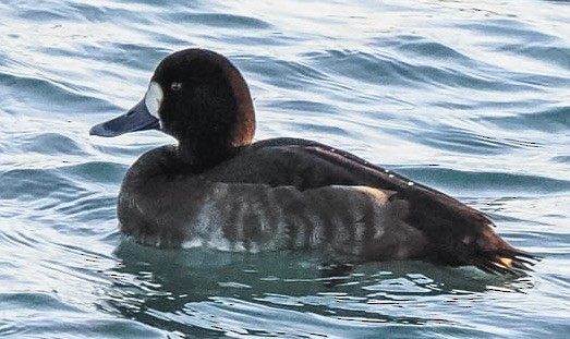 Moretta grigia - ML646776101