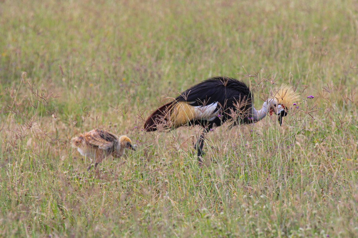 Grauhals-Kronenkranich - ML646776104