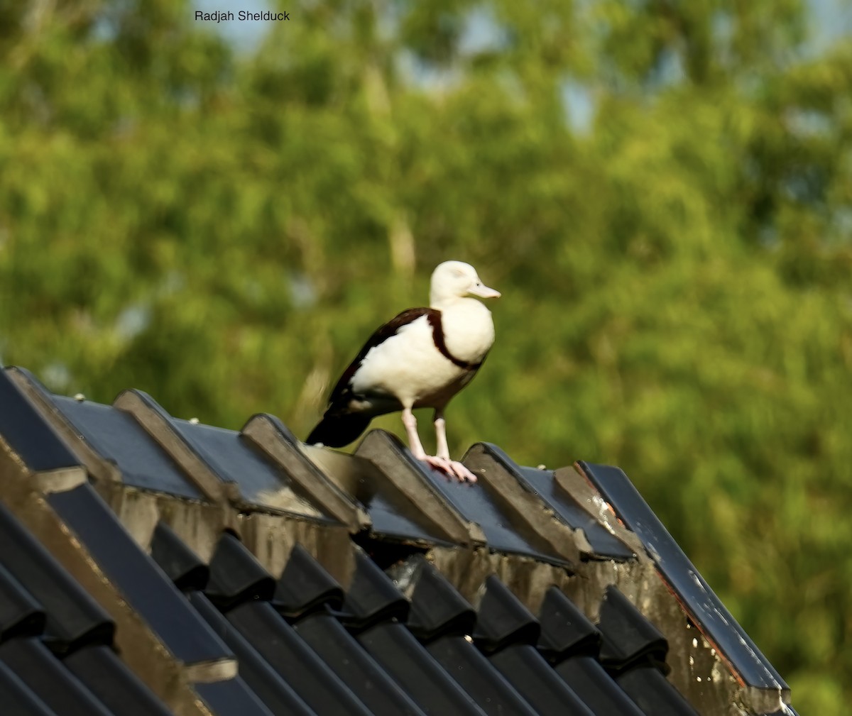 Radjah Shelduck - ML646776107