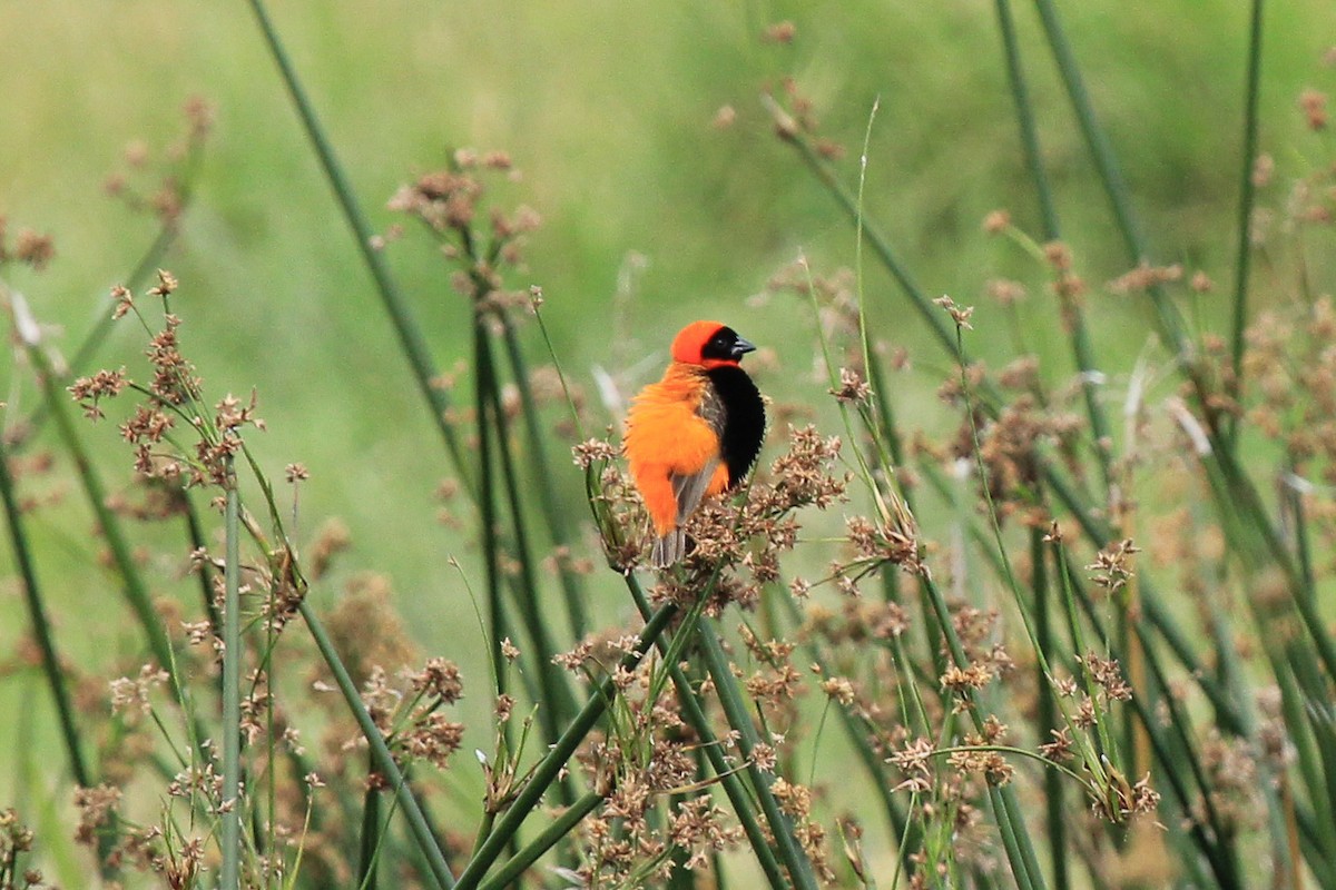 Oryxweber - ML646776114