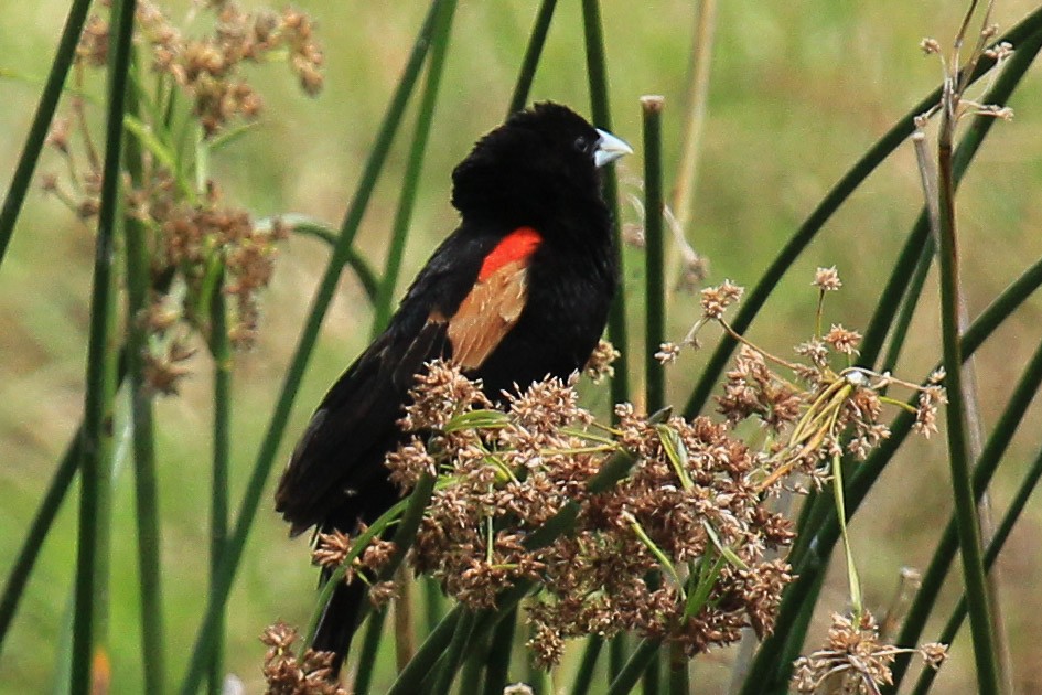 Stummelweber - ML646776117