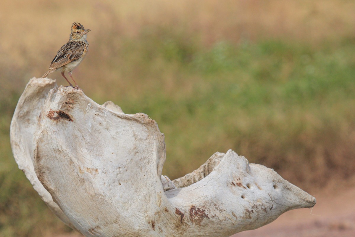 Kurzhaubenlerche - ML646776120