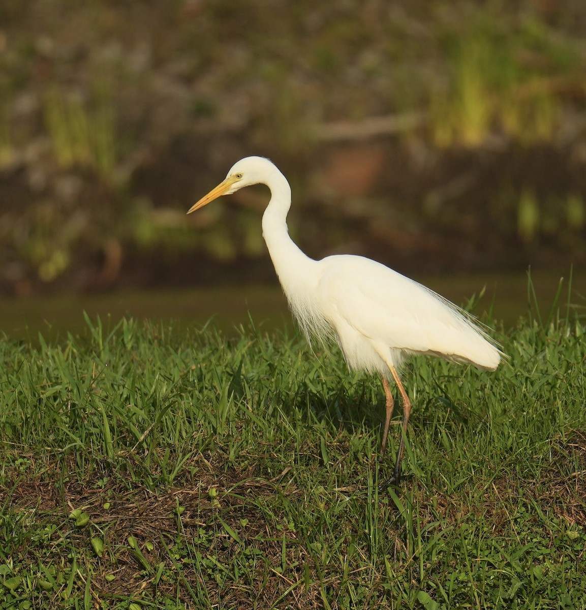 Plumed Egret - ML646776124