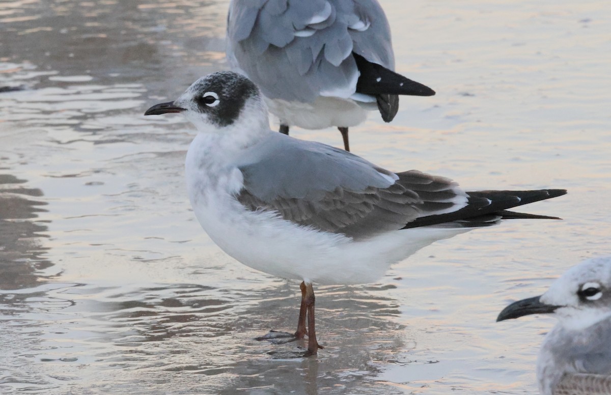 Gabbiano di Franklin - ML646776126