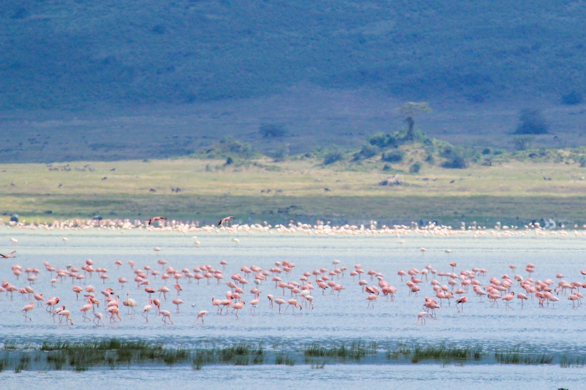 Zwergflamingo - ML646776127