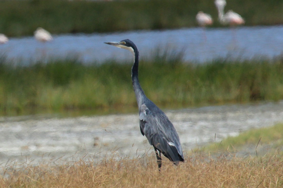 Schwarzhalsreiher - ML646776130