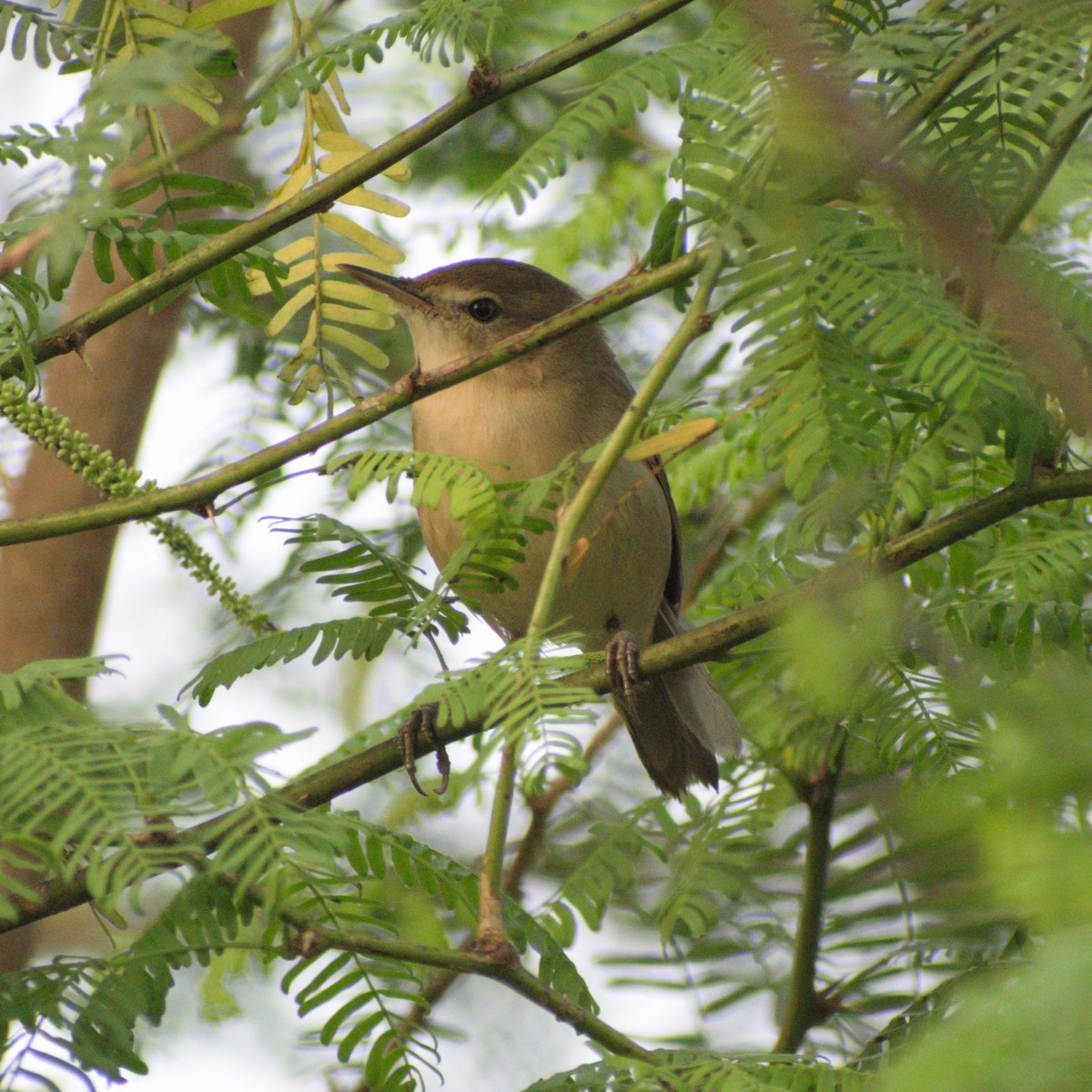 Blyth's Reed Warbler - ML646776131