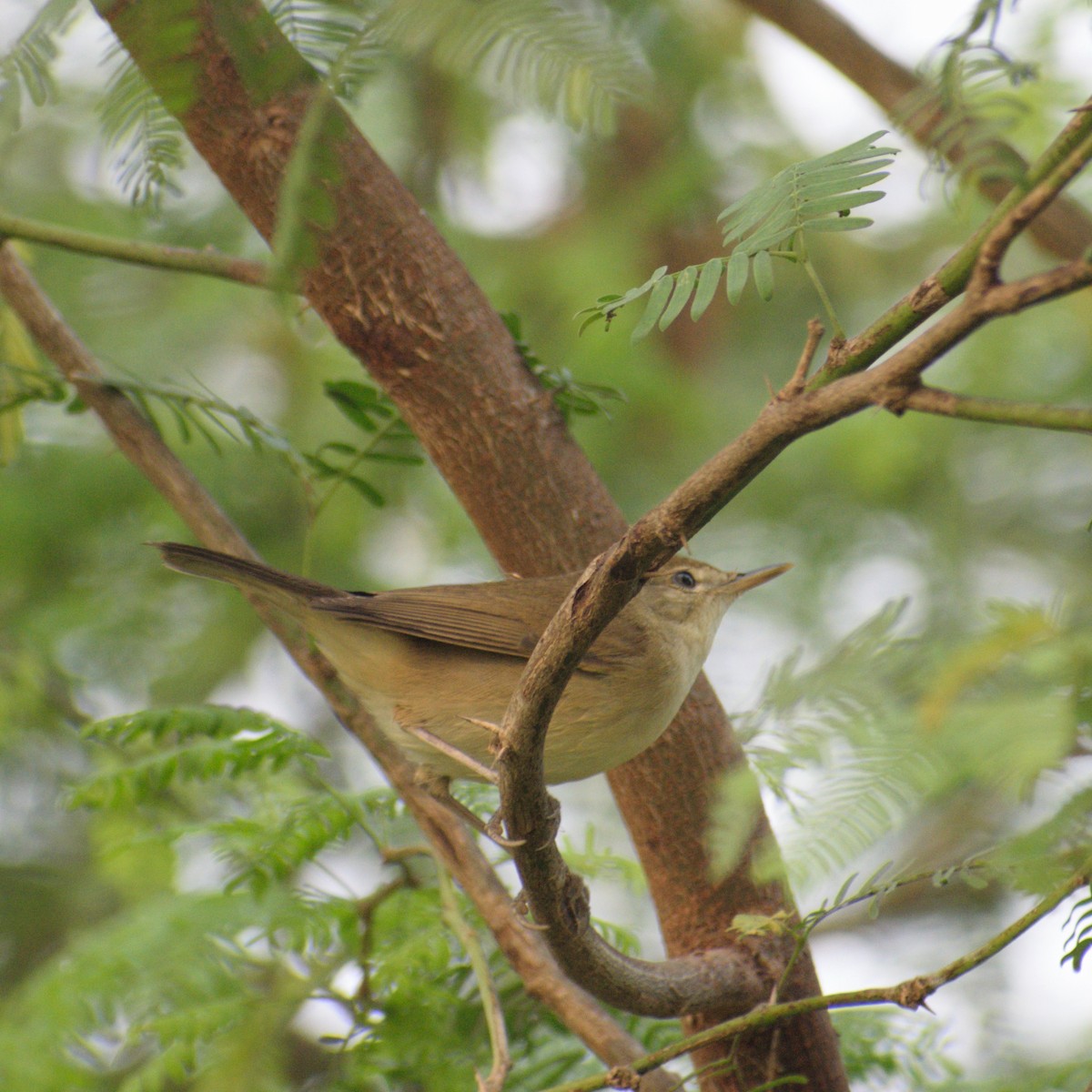 Blyth's Reed Warbler - ML646776132