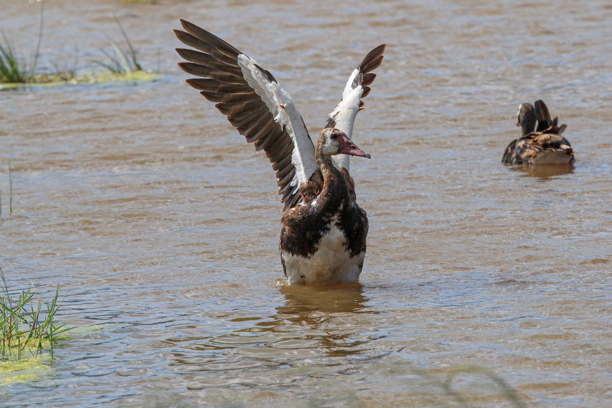 Sporngans - ML646776134