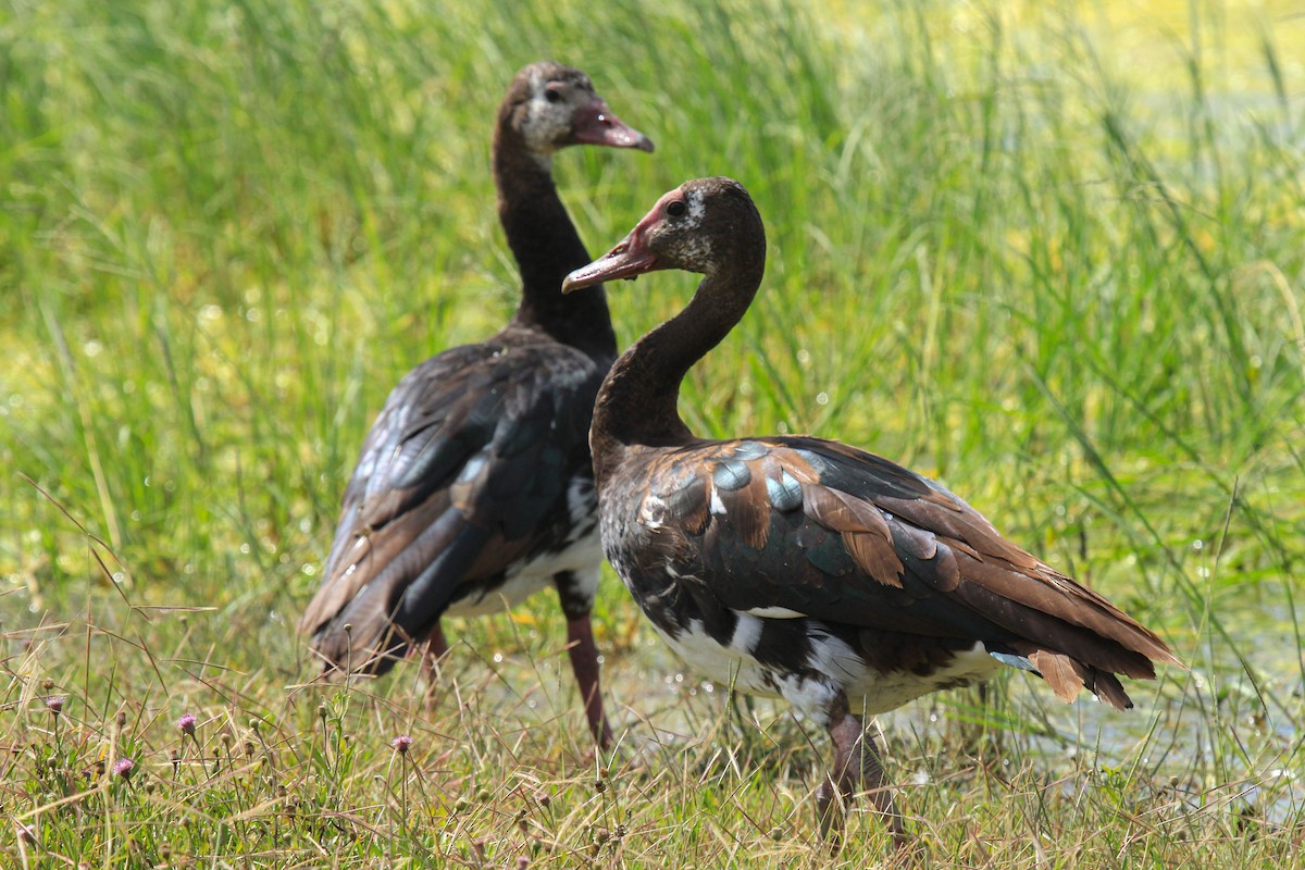 Sporngans - ML646776135