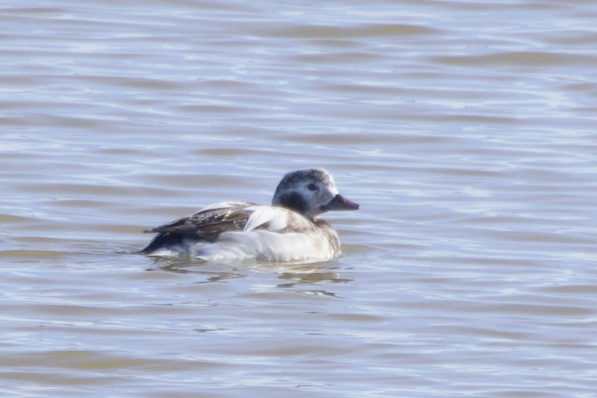 hoholka lední - ML646776137