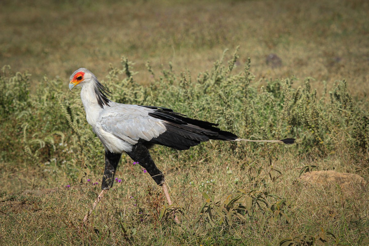 Sekretär - ML646776139