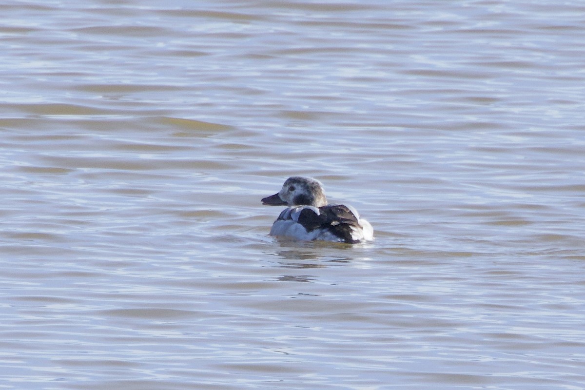 hoholka lední - ML646776140