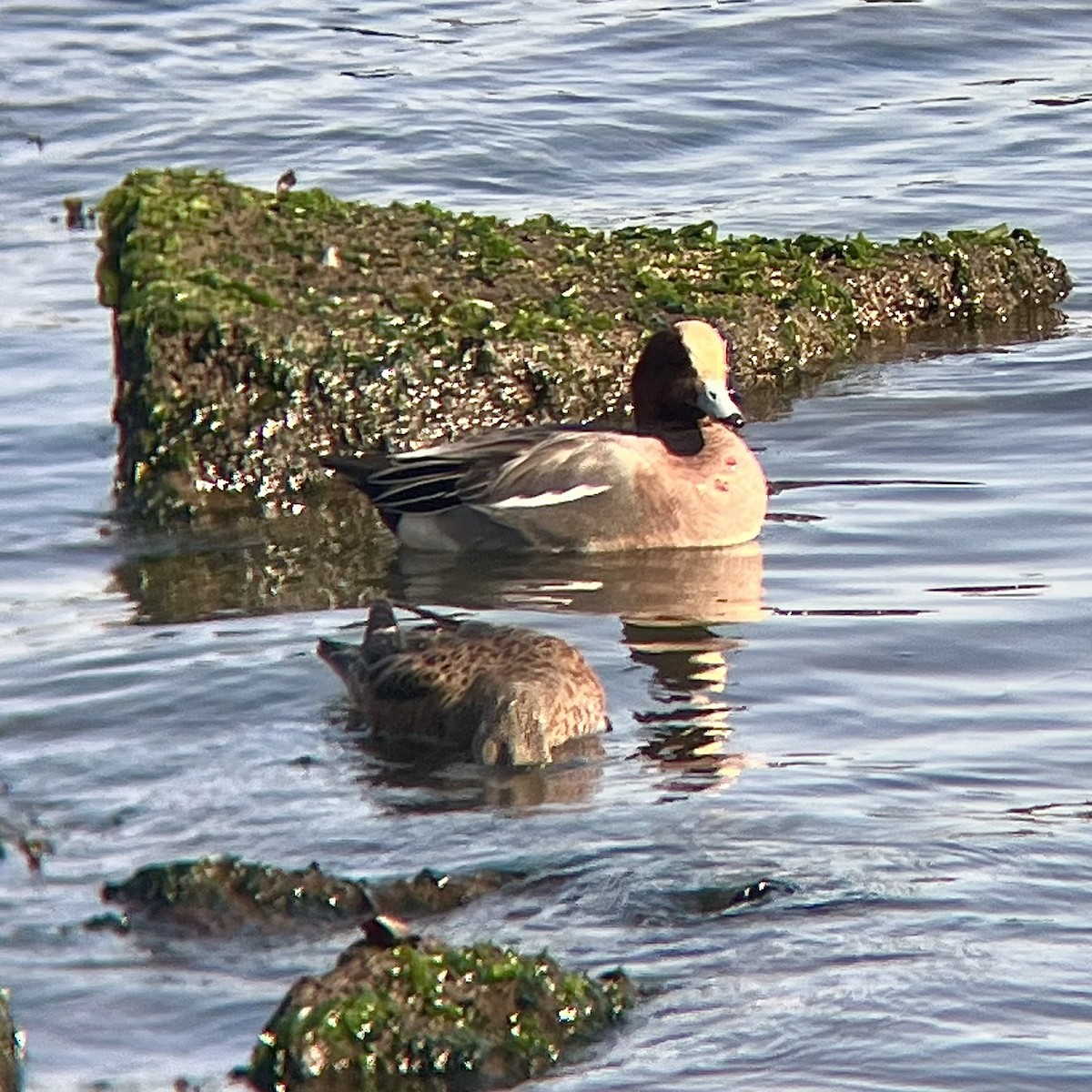 Eurasian Wigeon - ML646776142
