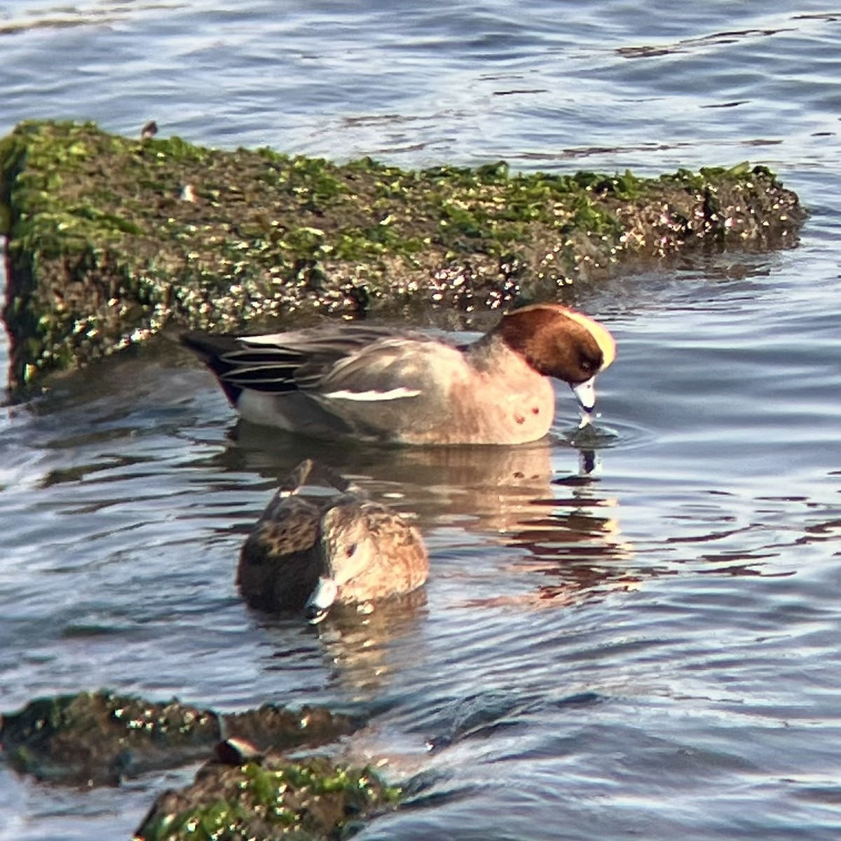 Eurasian Wigeon - ML646776143