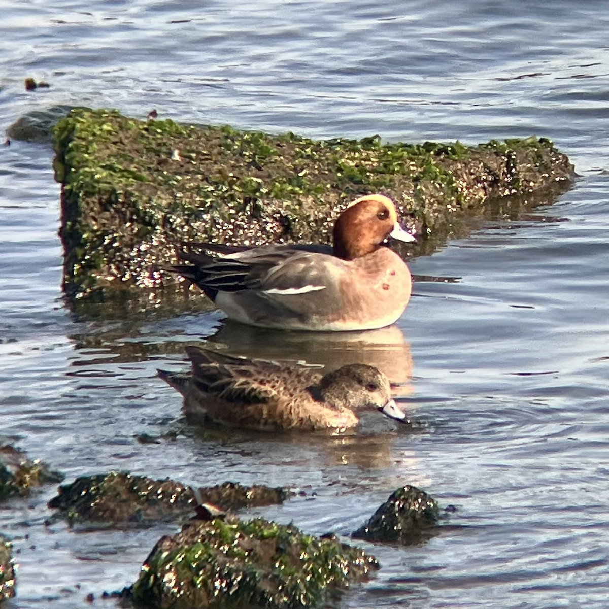 Eurasian Wigeon - ML646776144